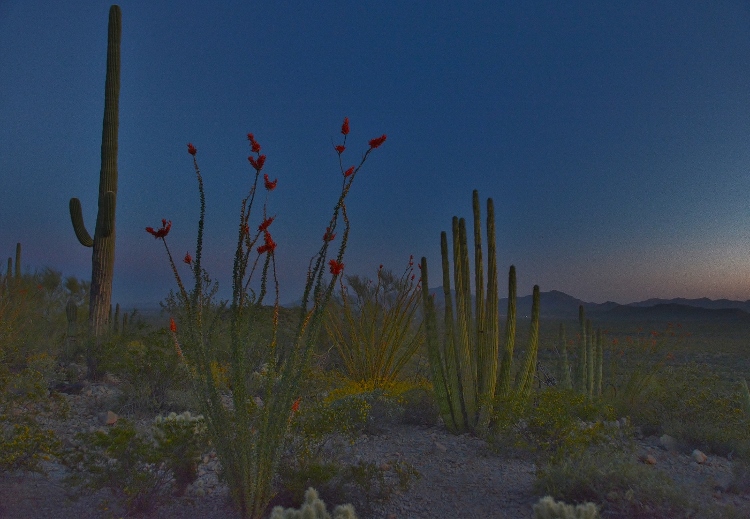 desert floor at sunset